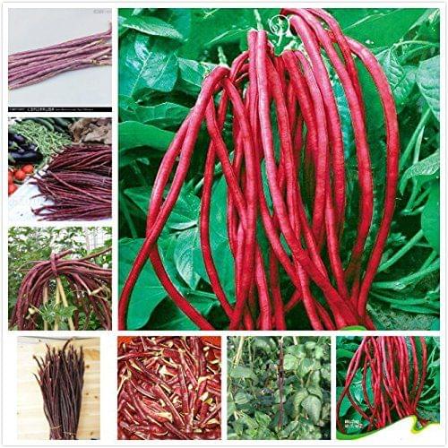 Cowpea Beans/Barbatti Vegetable Seeds (RED , Pack of 25g, 225+ Seeds)