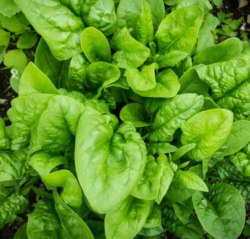 Spinach Seeds (Palak, Pack of 25g, 1200+ Seeds) Seeds to grow all seasons